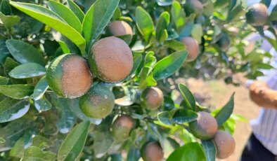 Adana eksiyi gördü, bahçelerde sazlı sözlü zirai don nöbeti tutuldu
