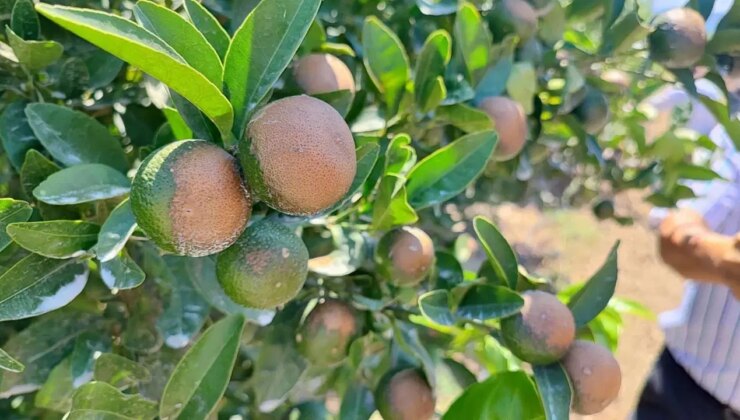 Adana eksiyi gördü, bahçelerde sazlı sözlü zirai don nöbeti tutuldu