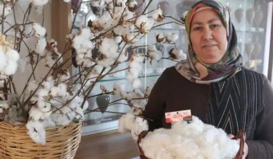 Adana yetiştirildi: Daha erken hasat ediliyor, lif kalitesin yüksek