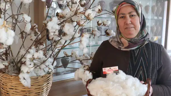 Adana yetiştirildi: Daha erken hasat ediliyor, lif kalitesin yüksek