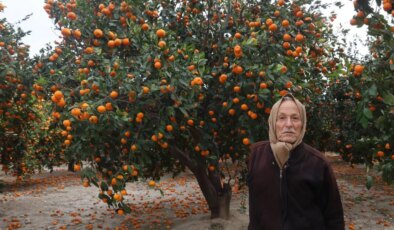 Ağaç taşıyamıyor, pazar almıyor! Hatay’da hasat kâbusa döndü: Toplanmazsa seneye yok!