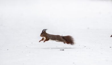 Almanya’da “Elli Fırtınası” ulaşımı felç etti: Tren seferleri iptal, maçlar ertelendi