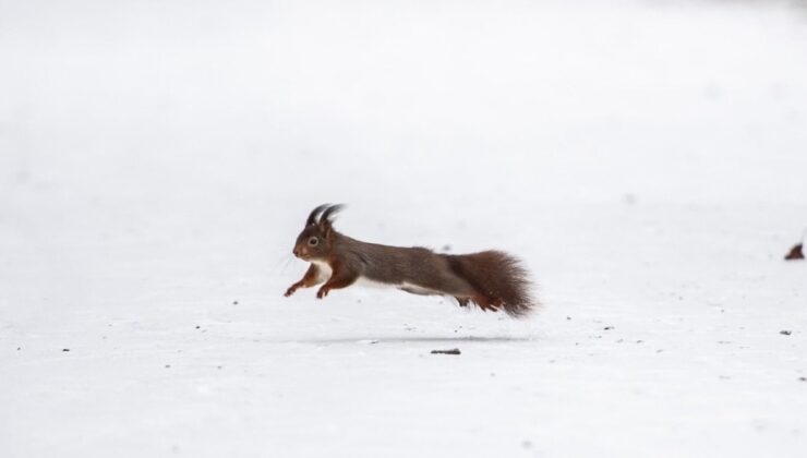 Almanya’da “Elli Fırtınası” ulaşımı felç etti: Tren seferleri iptal, maçlar ertelendi