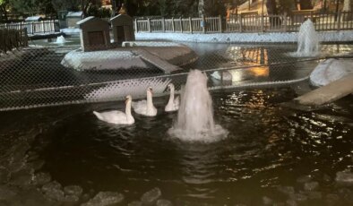 Ankara’nın simgesi beyaza büründü: Kuğulu Park’taki havuz buz tuttu