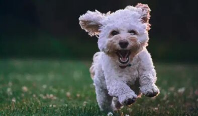 Araştırma ortaya koydu: Köpek sahibi olanlar daha az demans oluyor