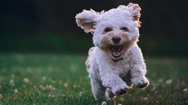 Araştırma ortaya koydu: Köpek sahibi olanlar daha az demans oluyor