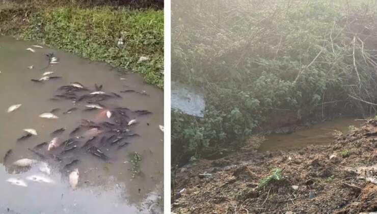 Arnavutköy’de ‘toplu balık ölümüne’ neden olan işletmelere ceza yağdı