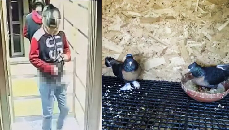 Asansöre idrarını yapıp, kuşlarını çalan hırsıza seslendi: ‘Güvercinlerimi geri getir!’