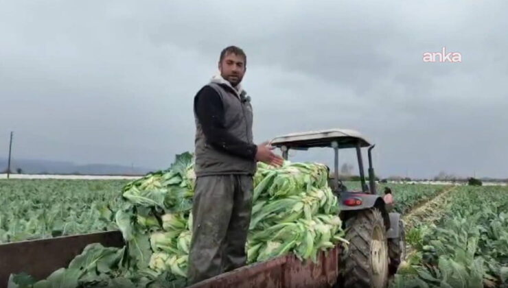 Aydın’da karnabahar üreticisi zor durumda: ‘Şu maliyetlere göre bu tarladan para kazanma şansımız yok’