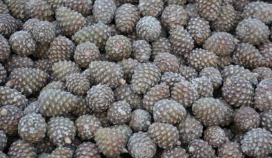 Aydın’da kozalak üretimi için zorluklara rağmen yoğun mesai