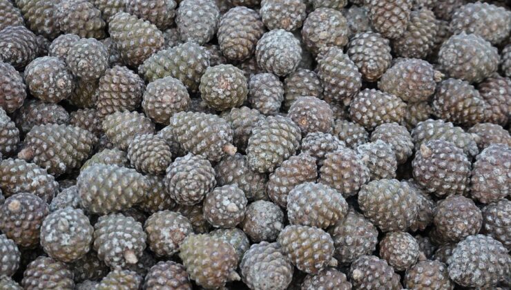 Aydın’da kozalak üretimi için zorluklara rağmen yoğun mesai