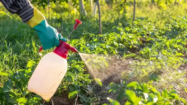 ‘B-Reçete’ uygulaması başlıyor: Bitkiye ilaç artık reçeteyle alınacak