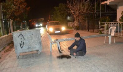 Baktığı sokak kedisi ezilince, sokağı kapatıp eylem yaptı