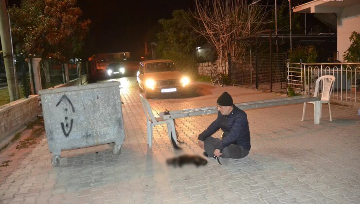 Baktığı sokak kedisi ezilince, sokağı kapatıp eylem yaptı