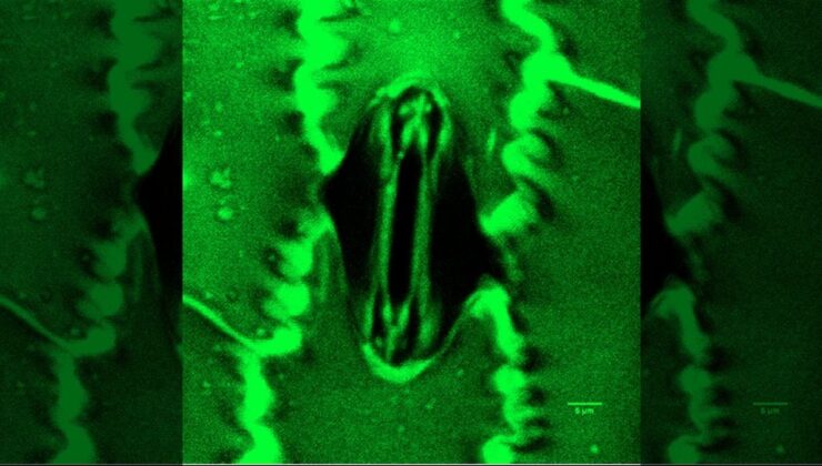 Bilim dünyasında bir ilk: Bitkilerin nefes alışı görüntülendi