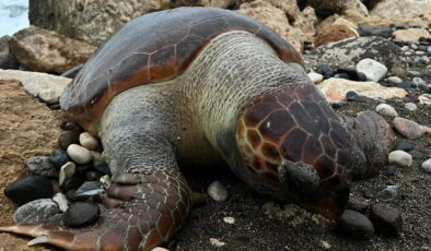 Bir caretta caretta daha ölü bulundu:15 günde 7’inci ölüm