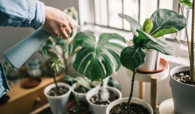 Bitki katili misiniz? İşte ev bitkilerini hayatta tutmanın yolları