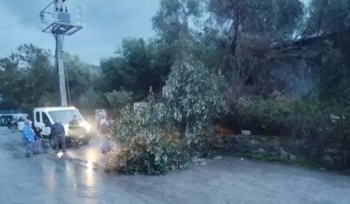 Bodrum’da fırtına: Ağaçlar devrildi, tekneler su aldı!