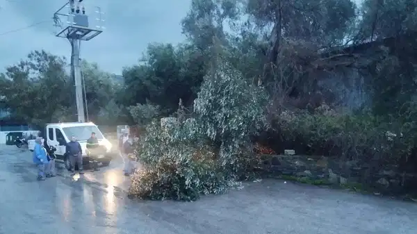 Bodrum’da fırtına: Ağaçlar devrildi, tekneler su aldı!