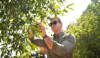 Bodrum’dan Türkiye’nin dört bir yanına gönderiliyor: Tek seferde 50 tonluk sipariş