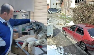 Bolu’da otomobil köpeğin üzerinden geçti… Sürücü hakkında işlem başlatıldı: ‘Bu nasıl insanlık’