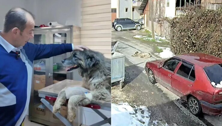 Bolu’da otomobil köpeğin üzerinden geçti… Sürücü hakkında işlem başlatıldı: ‘Bu nasıl insanlık’