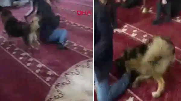 Camiye giren sokak hayvanı, cemaatin arasında dolaştı