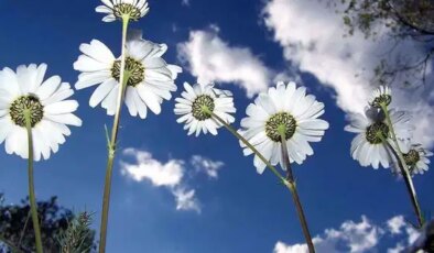 Cemre ne zaman düşecek? İlk cemre ne zaman düşecek?