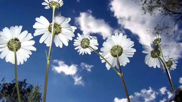 Cemre ne zaman düşecek? İlk cemre ne zaman düşecek?