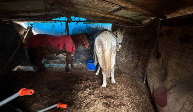 Çevreye atılan at kemikleri dikkat çekti: 2 şüpheli yakalandı