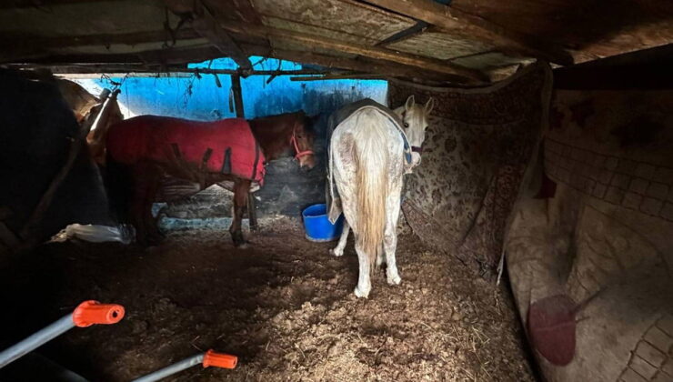 Çevreye atılan at kemikleri dikkat çekti: 2 şüpheli yakalandı