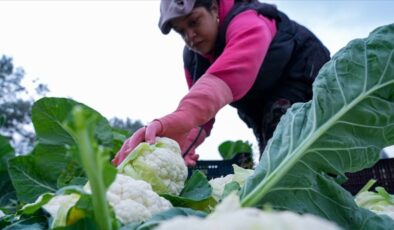 Çiftçilere bugün toplamda 226,7 milyon lira destek ödemesi yapılıyor