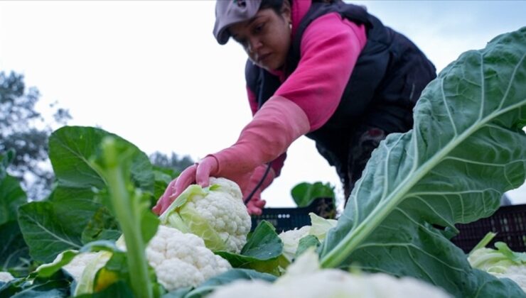 Çiftçilere bugün toplamda 226,7 milyon lira destek ödemesi yapılıyor