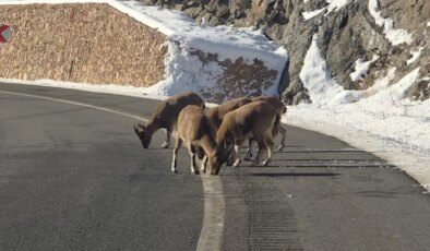 Dağ keçileri Vauk Dağı eteklerinde otlanırken görüldü