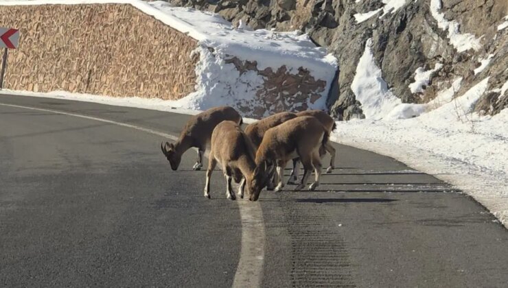 Dağ keçileri Vauk Dağı eteklerinde otlanırken görüldü