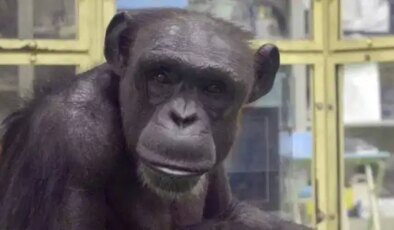 Dahi şempanze Ai 49 yaşında hayatını kaybetti