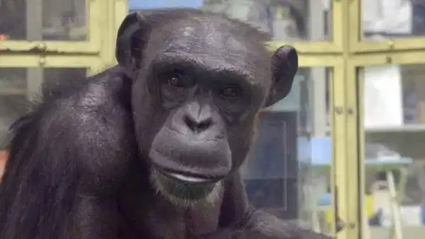 Dahi şempanze Ai 49 yaşında hayatını kaybetti