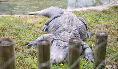 Darıca Hayvanat Bahçesi kapatıldı