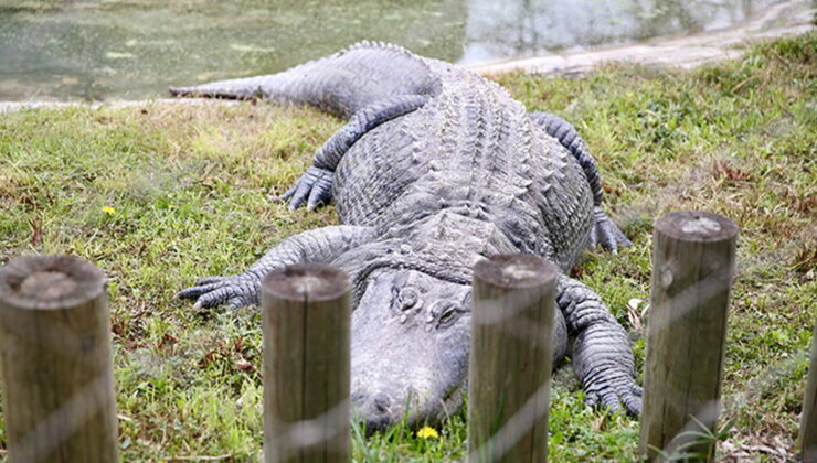 Darıca Hayvanat Bahçesi kapatıldı