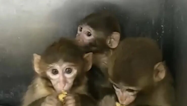 Denetimde ele geçirilen 3 makak maymunu koruma altına alındı