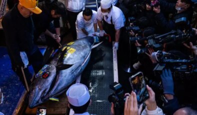 Dev ton balığı rekor fiyata satıldı