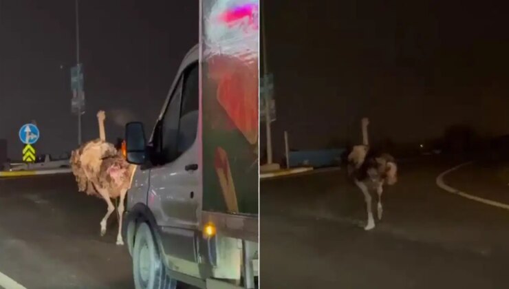 Deve kuşu, trafiği alt üst etti