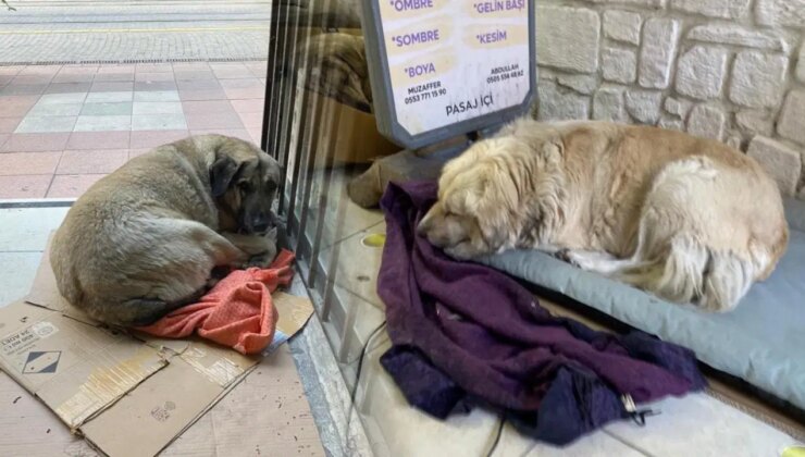 Dondurucu soğuk sokak hayvanlarının yaşamını zorlaştırdı