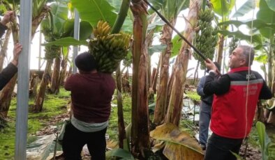 Efeler’de hasat başladı: 4 dekardan 27 ton verim bekleniyor