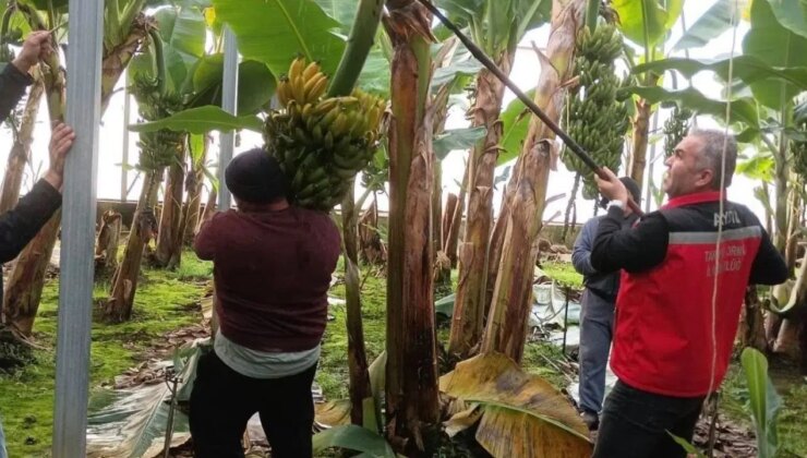 Efeler’de hasat başladı: 4 dekardan 27 ton verim bekleniyor