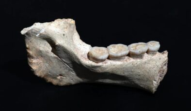 Fas’ta 773 bin yıl öncesine ait insan fosilleri bulundu