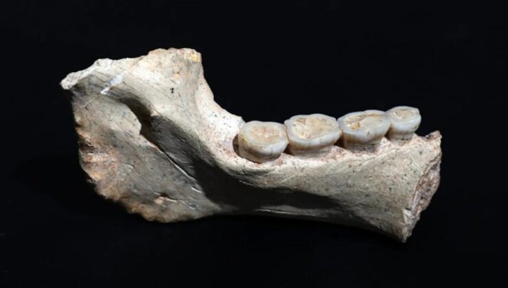 Fas’ta 773 bin yıl öncesine ait insan fosilleri bulundu