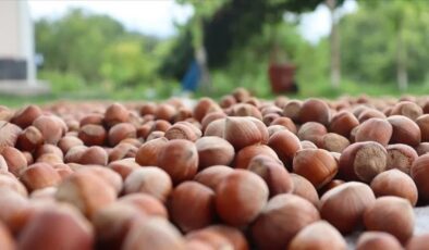 Geçen yıl 179 bin tondan fazla fındık ticaret borsasında işlem gördü