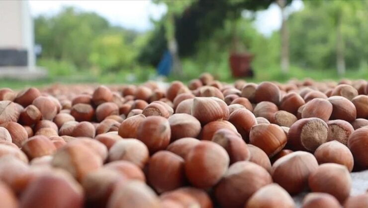 Geçen yıl 179 bin tondan fazla fındık ticaret borsasında işlem gördü