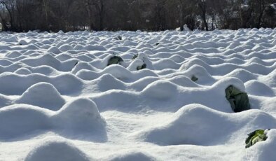Geleneksel yöntemler ile yetişiyor: Eskipazar’ın yöresel lezzetinde  1250 ton rekolte bekleniyor